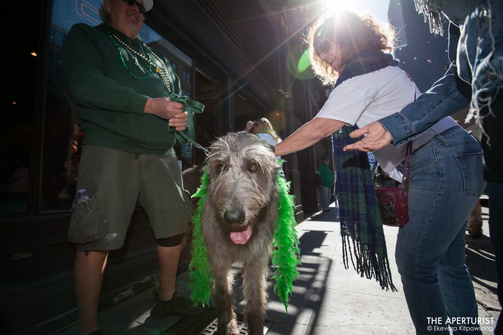 Kevin and his Irish Wolfhound dog “Kane” await the start of the 168th annual San Francisco St. Patrick’s Day Parade on 2nd Street as people ask to pet his dog, on Saturday, March 16, 2019, in San Francisco, Calif. (Photo by Ekevara Kitpowsong/Current SF)